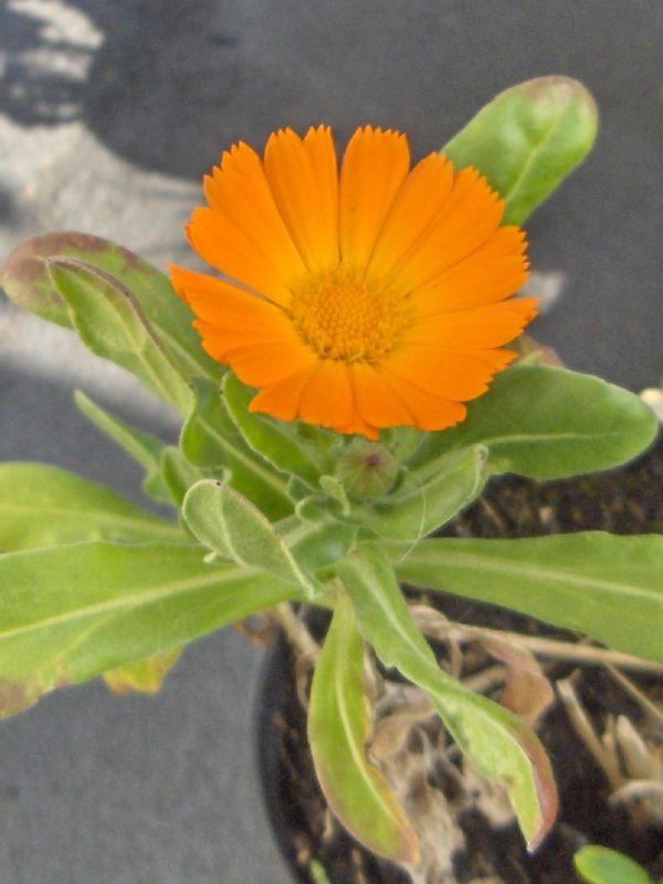 Pot-marigold