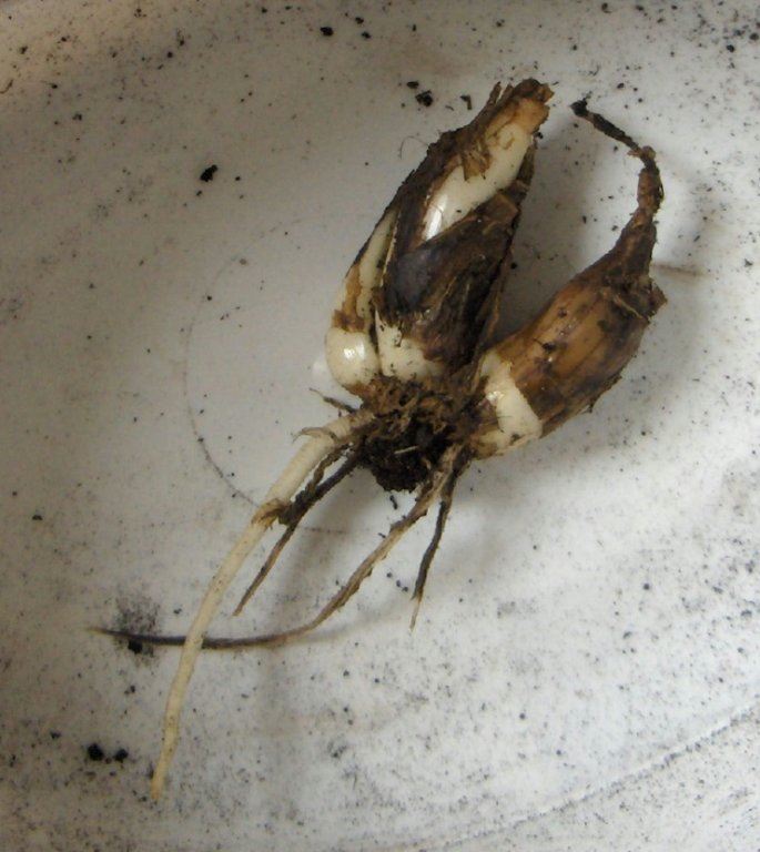 Mystery bulbs/corms