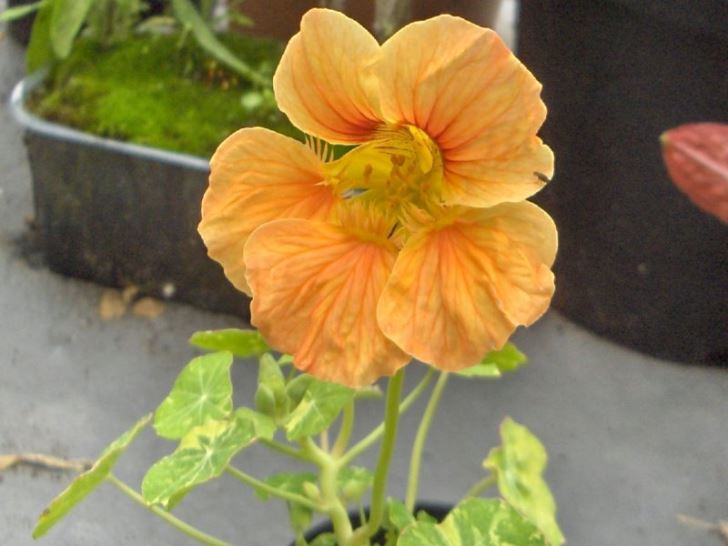 First nasturtium of the year