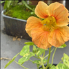 First nasturtium of the year