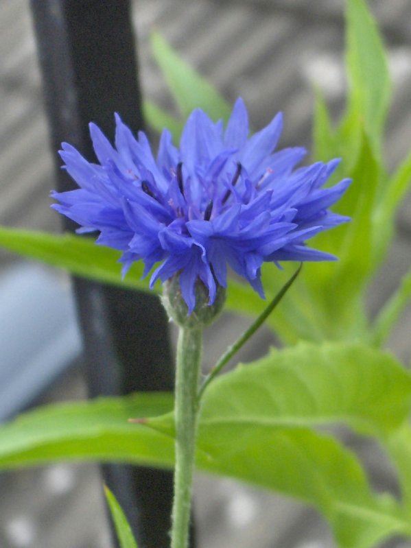 Cornflower