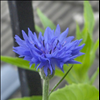 Cornflower