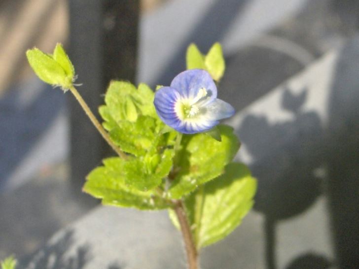 Speedwell