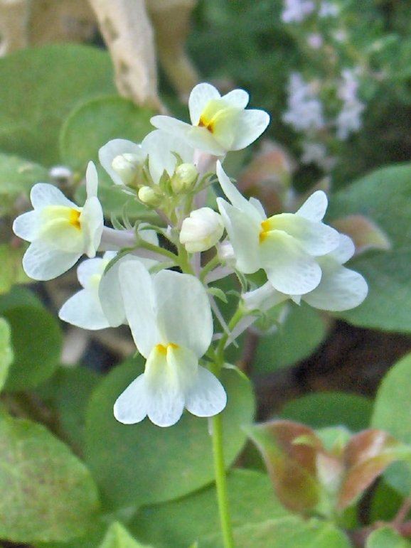 White Linaria?