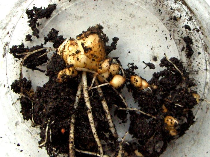 Garlic bulb(s)