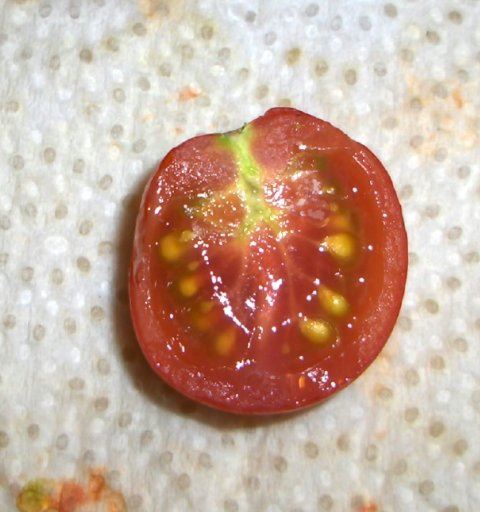 Tomato with seeds