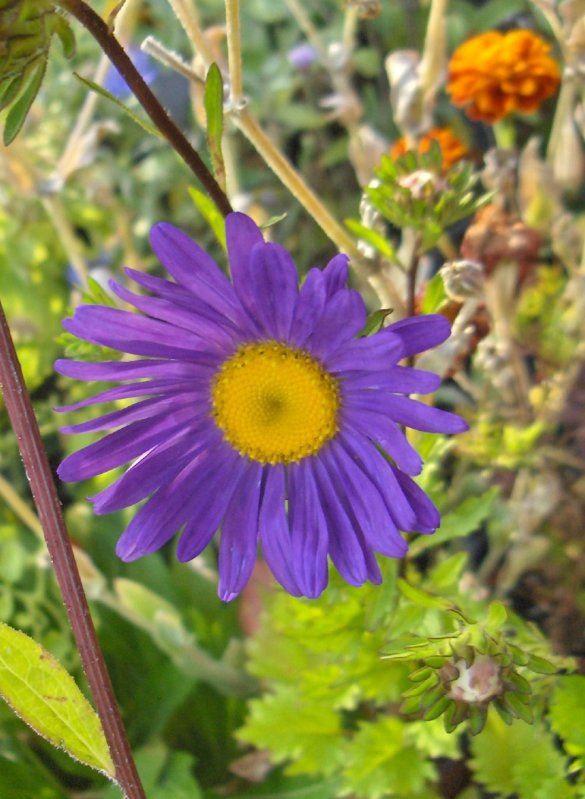 Blue Swan River daisy