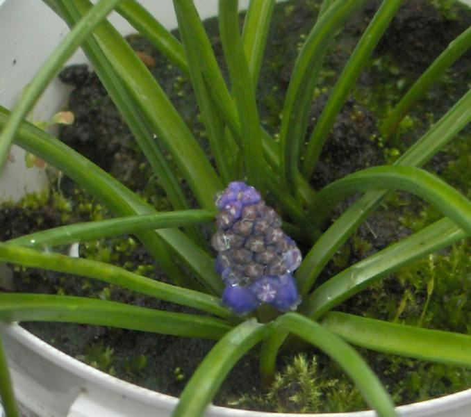 Grape hyacinth?