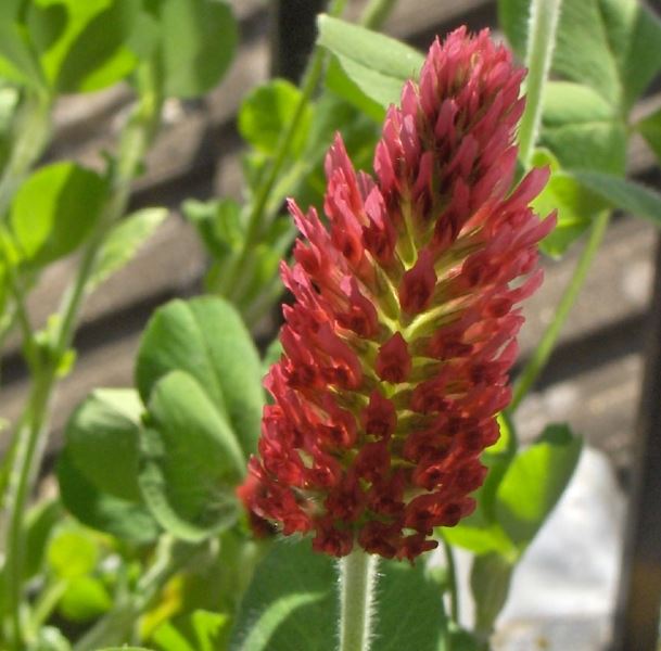 Red clover