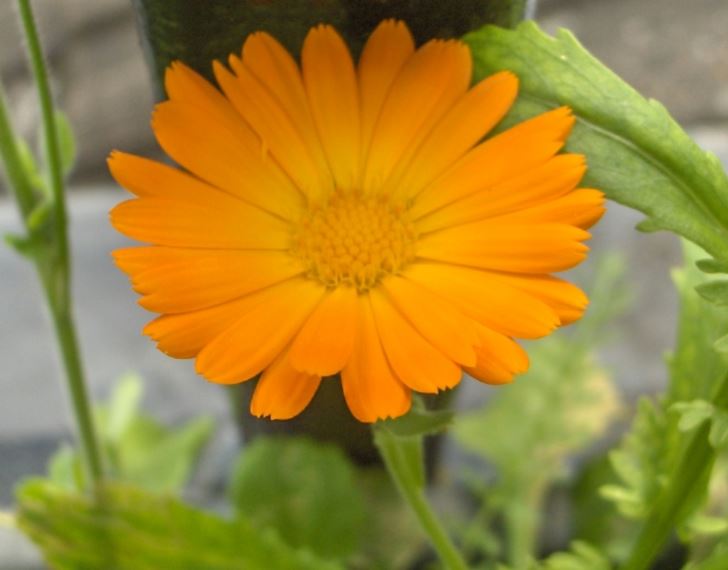 Calendula