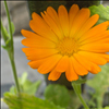 Calendula