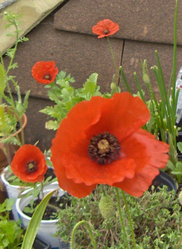 Poppy time