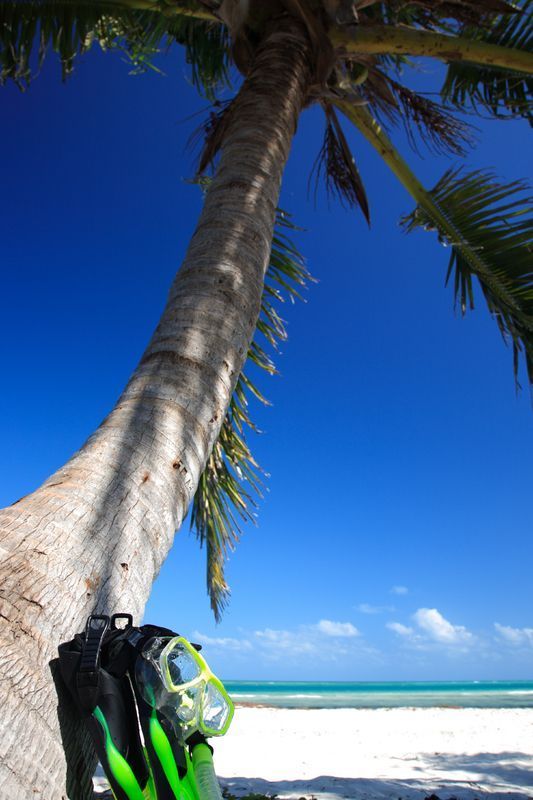 palm tree on the beach