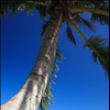 palm tree on the beach