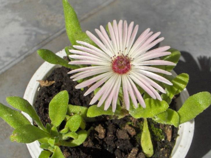 Mesembryanthemum