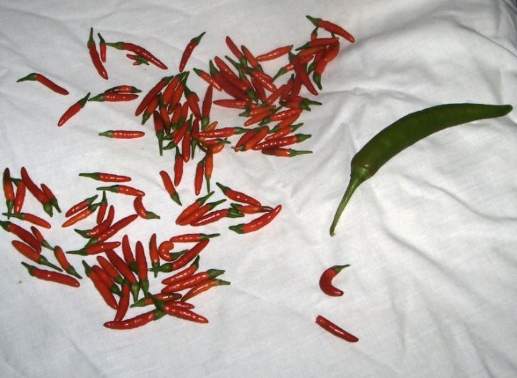 Chilli harvest