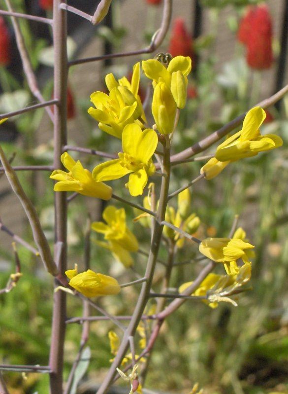 Kale in flower