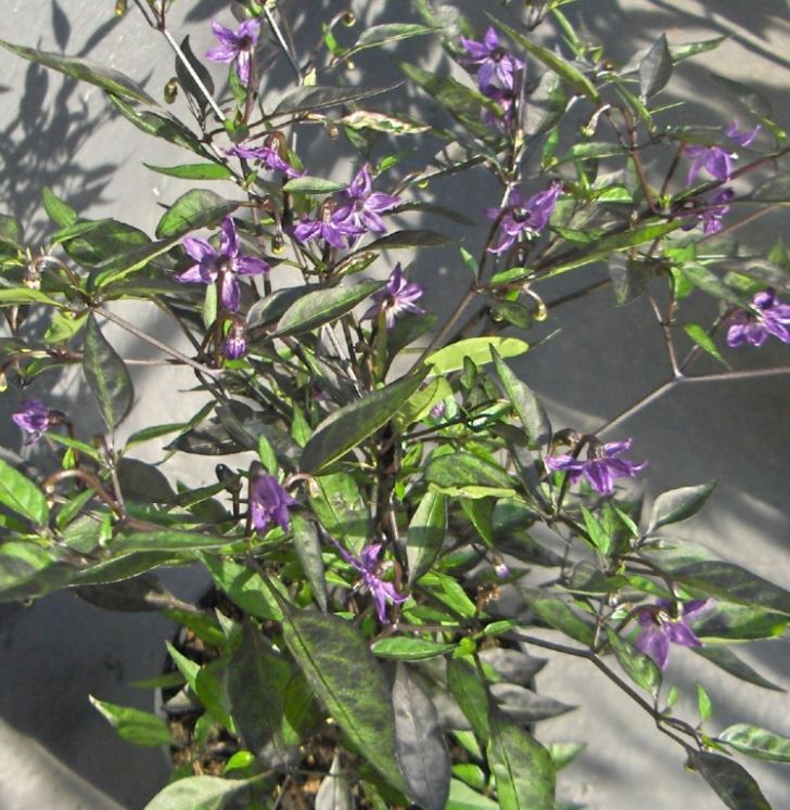 Purple chilli flowers