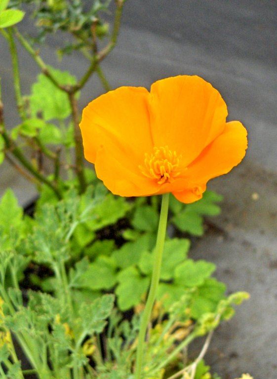 California poppy