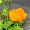 California poppy