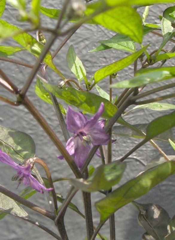 Purple chilli flowers