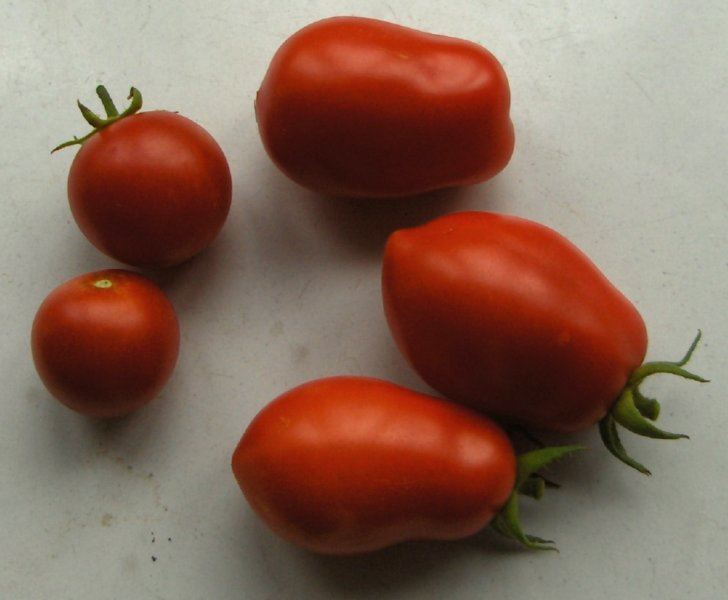 Roma and cherry tomatoes